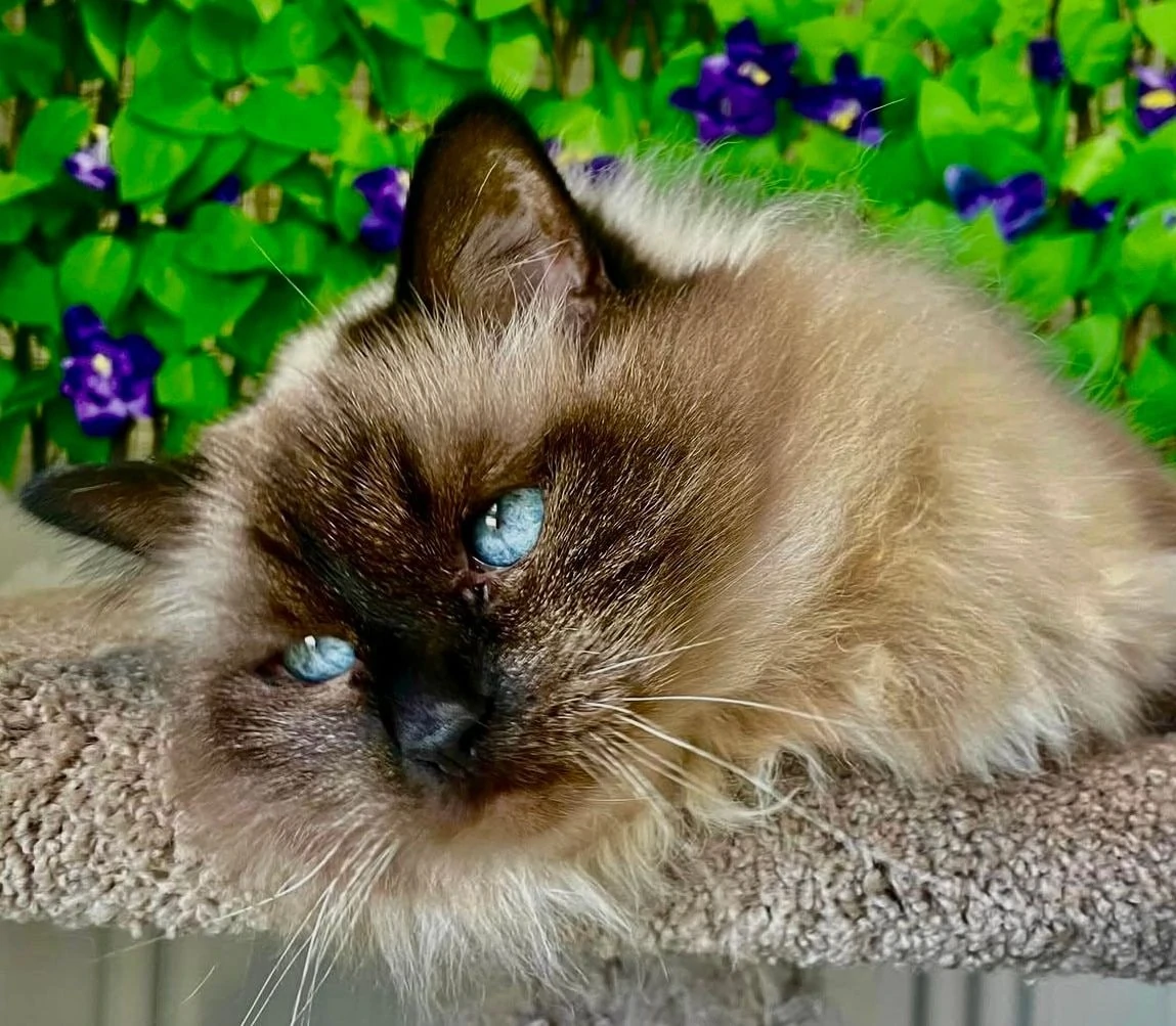 Donvale Boarding Cattery