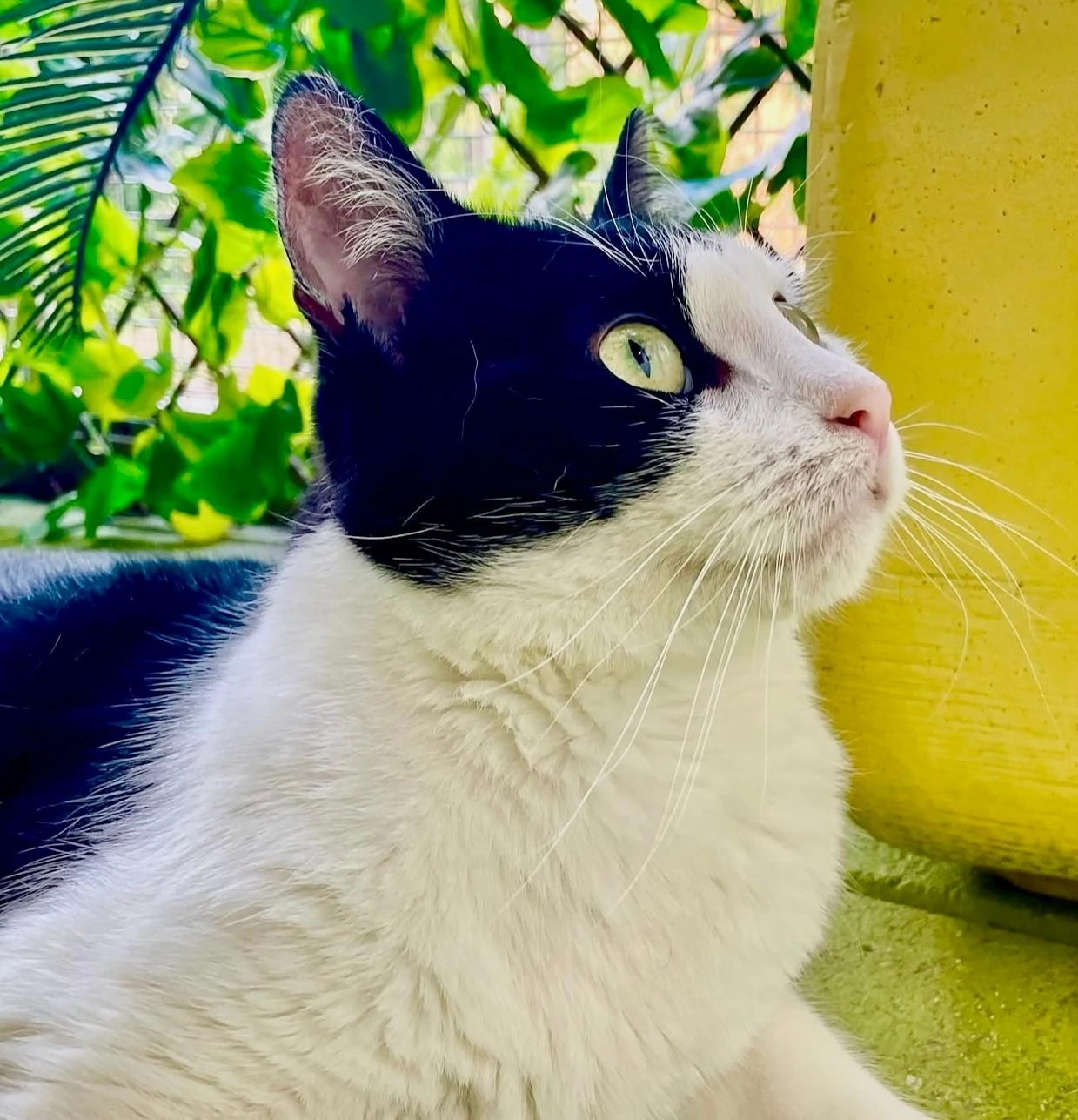 Donvale Boarding Cattery