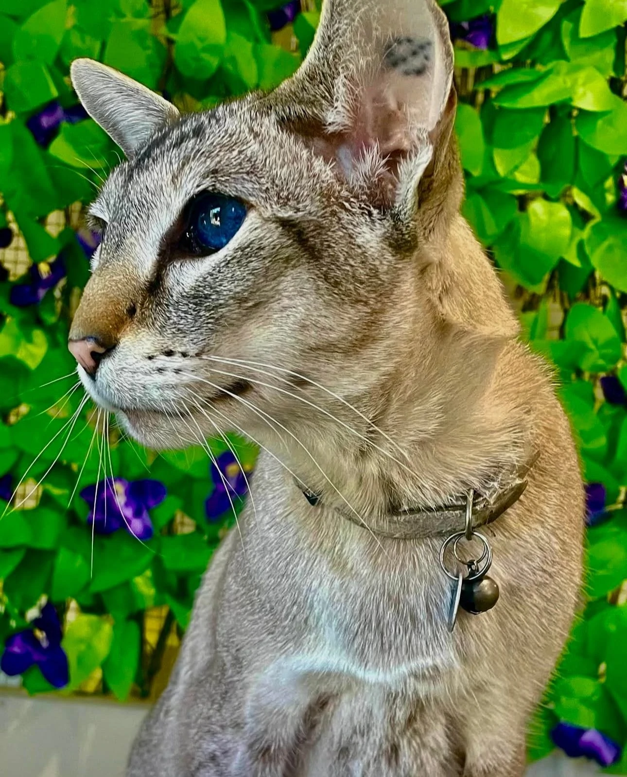 Donvale Boarding Cattery