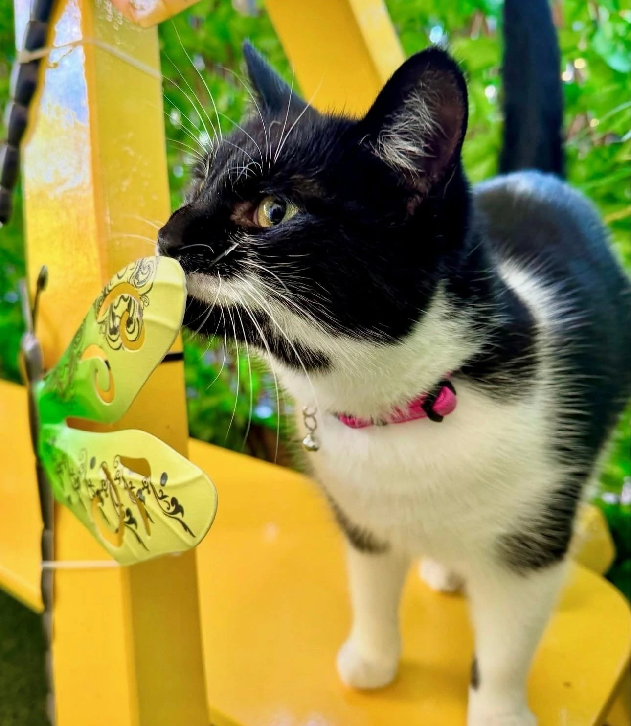 Donvale Boarding Cattery